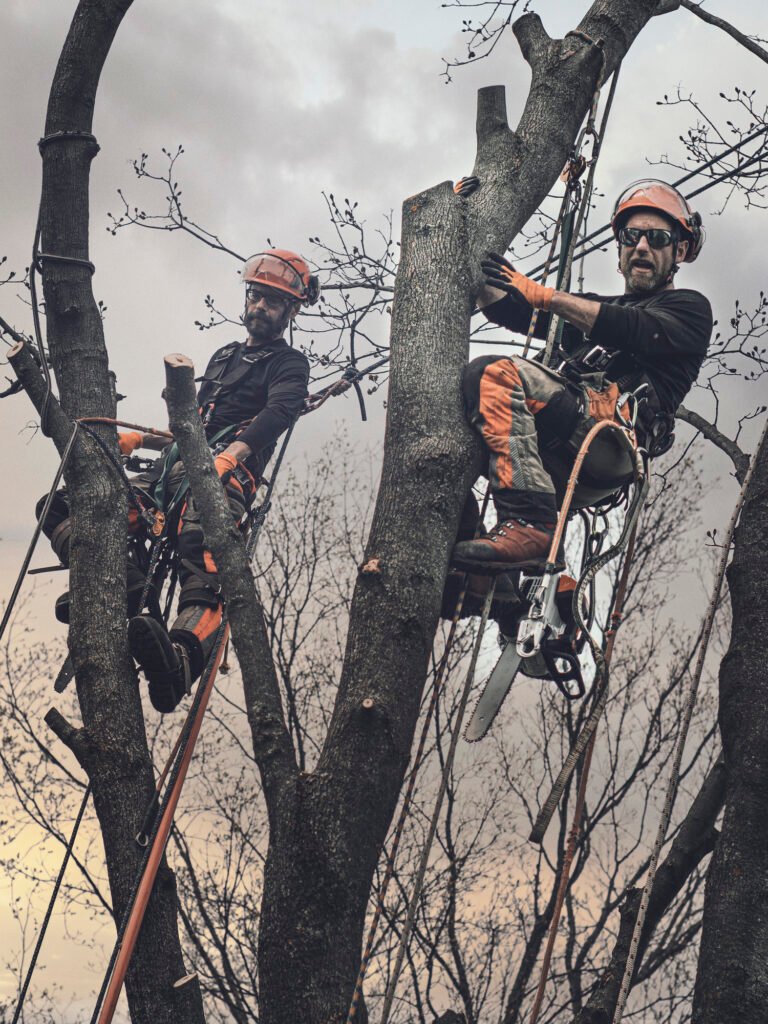 Baumpflege Team Biberach Über Uns