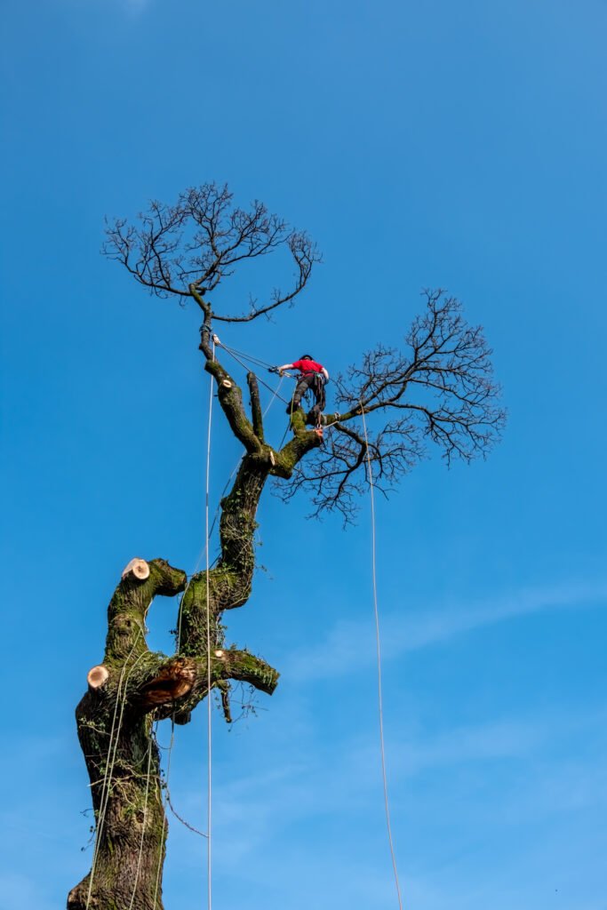 Baumpflege Biberach