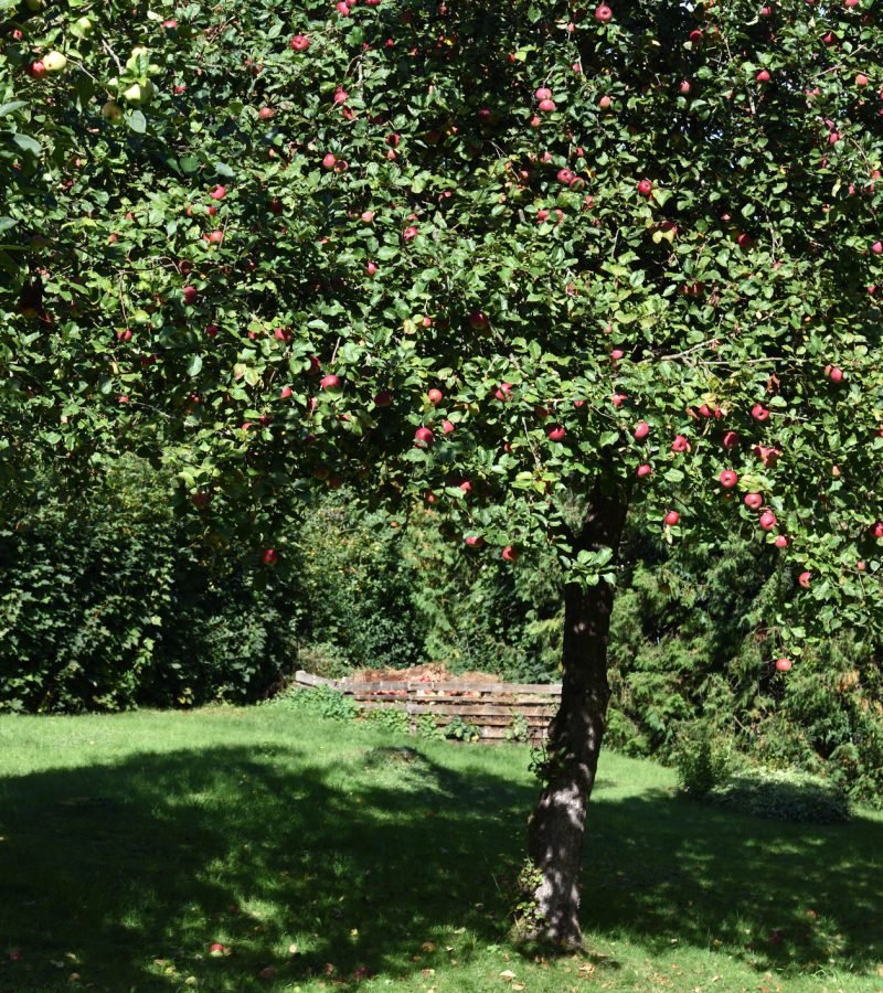 Obstbaumschnitt Baumpflege Biberach
